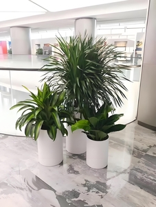 宁波奉化绿植出租公司